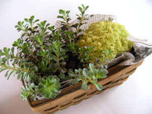 DSCN2101.jpg